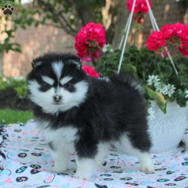 Victor, Pomsky Puppy