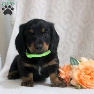 Victor, Dachshund Puppy