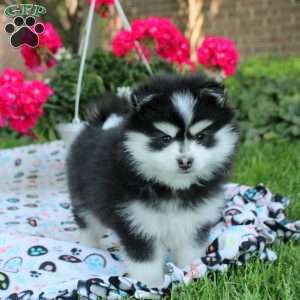 Victor, Pomsky Puppy