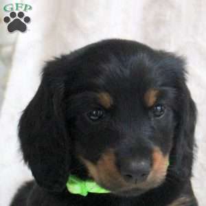 Victor, Dachshund Puppy