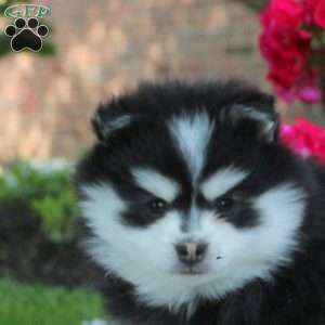 Victor, Pomsky Puppy