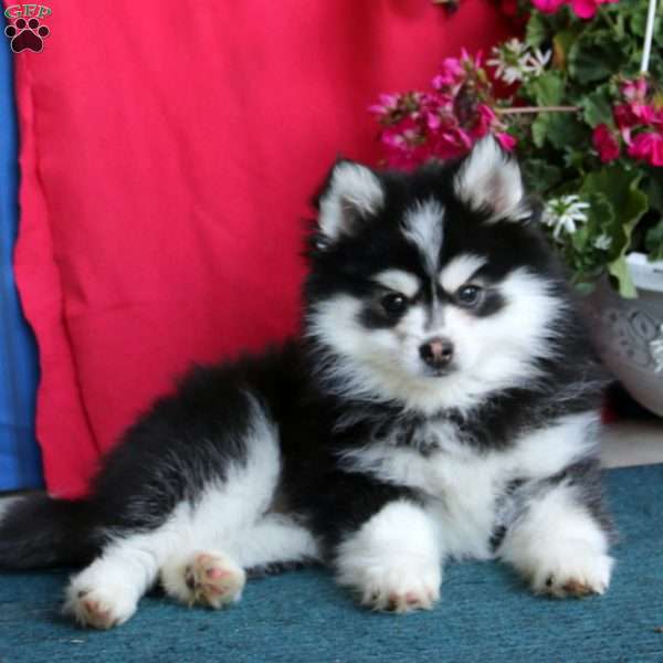 Victor, Pomsky Puppy