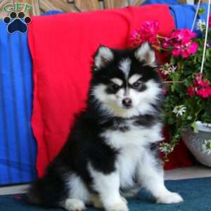 Victor, Pomsky Puppy