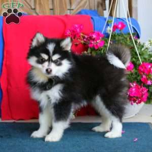 Victor, Pomsky Puppy