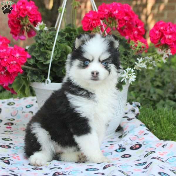 Vienna, Pomsky Puppy