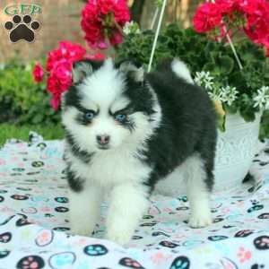 Vienna, Pomsky Puppy