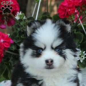 Vienna, Pomsky Puppy