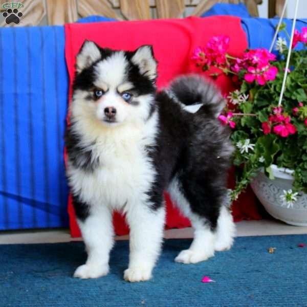Vienna, Pomsky Puppy