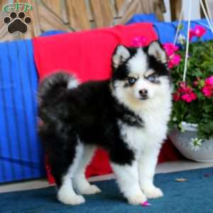 Vienna, Pomsky Puppy