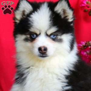 Vienna, Pomsky Puppy