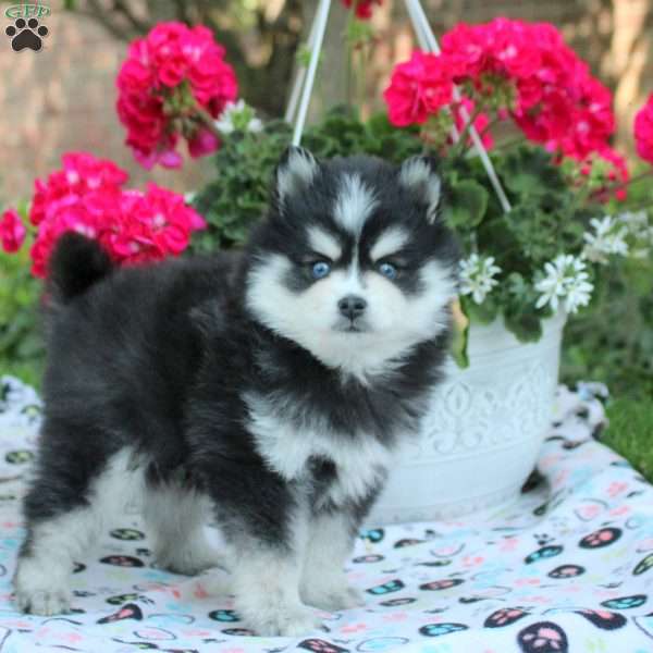 Vince, Pomsky Puppy