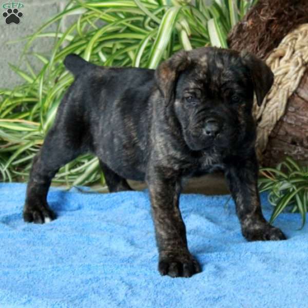Vince, Cane Corso Puppy