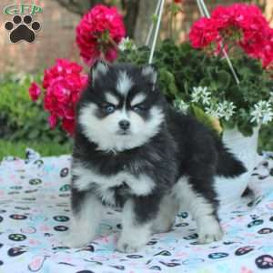 Vince, Pomsky Puppy