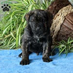 Vince, Cane Corso Puppy