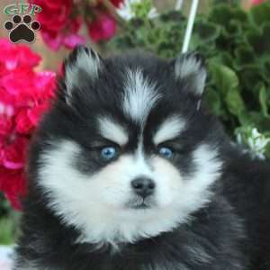 Vince, Pomsky Puppy