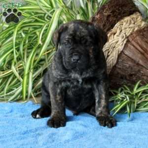 Vince, Cane Corso Puppy
