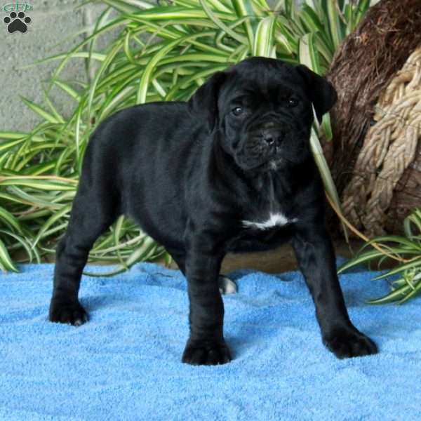 Violet, Cane Corso Puppy