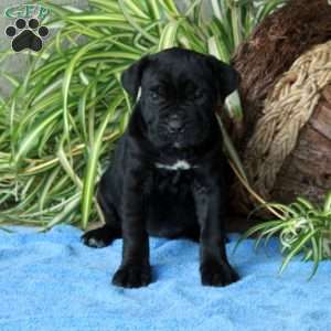 Violet, Cane Corso Puppy