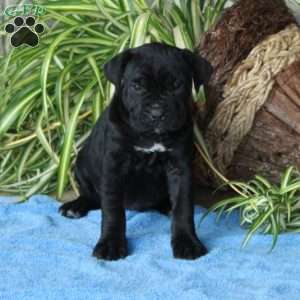 Violet, Cane Corso Puppy