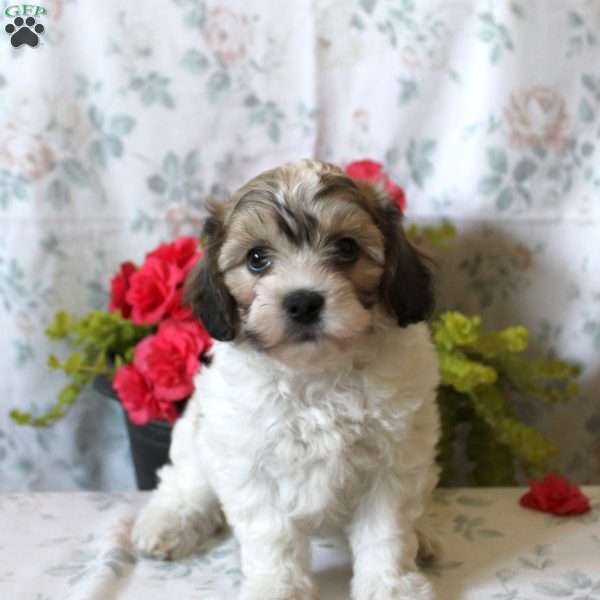 Violet, Teddy Bear Puppy