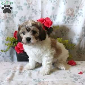 Violet, Teddy Bear Puppy