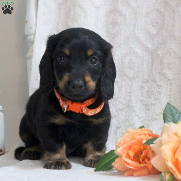 Vito, Dachshund Puppy