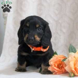 Vito, Dachshund Puppy