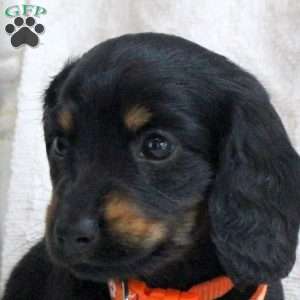 Vito, Dachshund Puppy