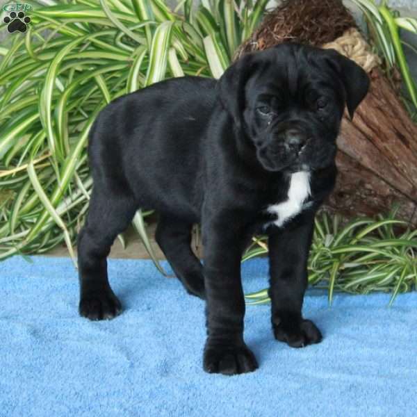 Vivienne, Cane Corso Puppy