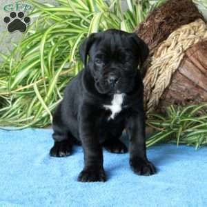 Vivienne, Cane Corso Puppy