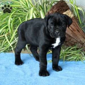 Vivienne, Cane Corso Puppy