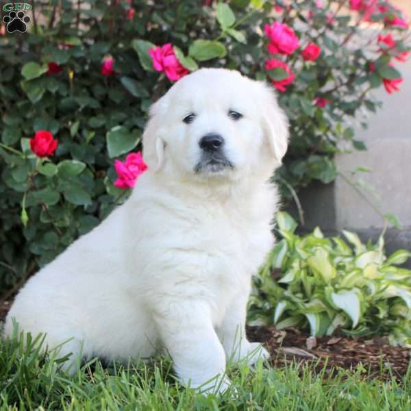 Wade, English Cream Golden Retriever Puppy