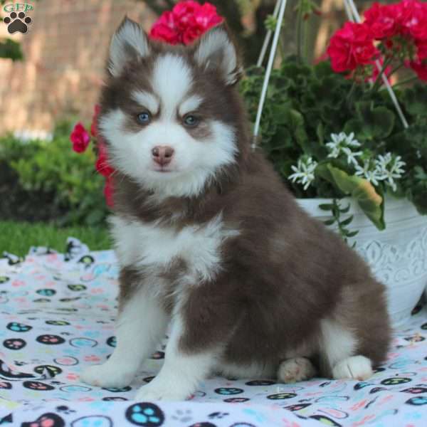Wade, Pomsky Puppy