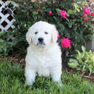 Wade, English Cream Golden Retriever Puppy