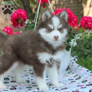 Wade, Pomsky Puppy