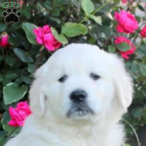 Wade, English Cream Golden Retriever Puppy