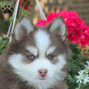 Wade, Pomsky Puppy