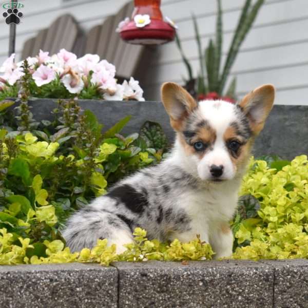 Waffles, Pembroke Welsh Corgi Puppy