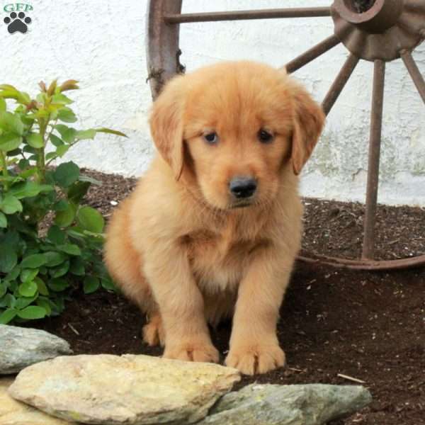 Walker, Golden Retriever Puppy