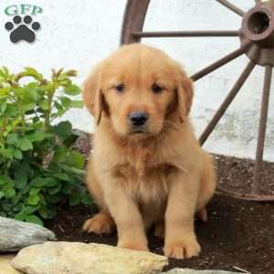 Walker, Golden Retriever Puppy