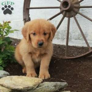 Walker, Golden Retriever Puppy