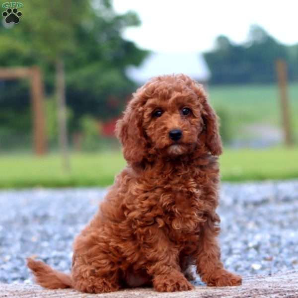 Wanda, Miniature Poodle Puppy