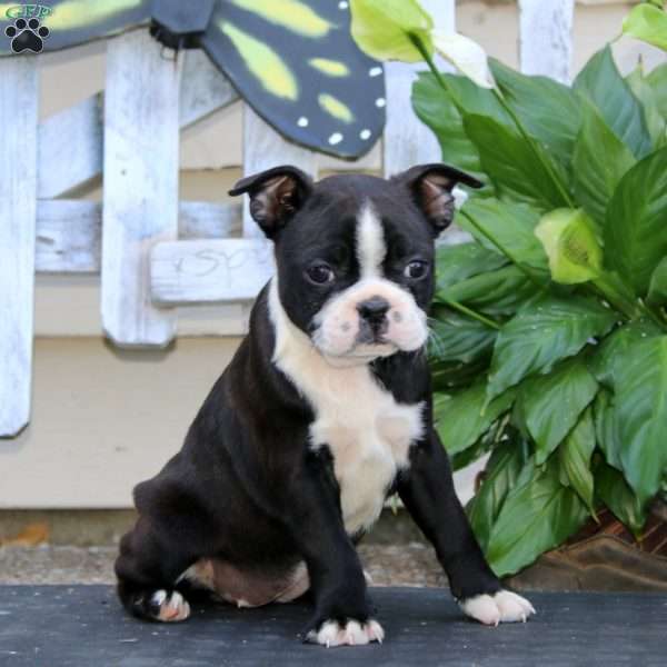 Wanda, Boston Terrier Puppy