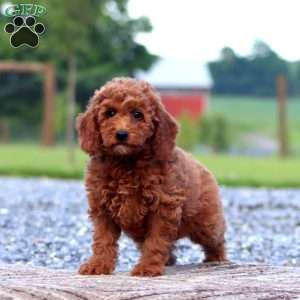 Wanda, Miniature Poodle Puppy