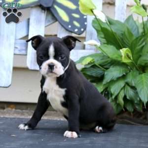 Wanda, Boston Terrier Puppy