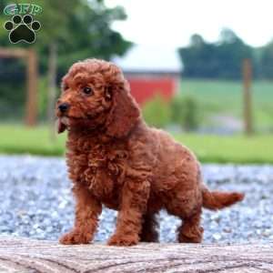 Wanda, Miniature Poodle Puppy