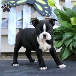 Wanda, Boston Terrier Puppy