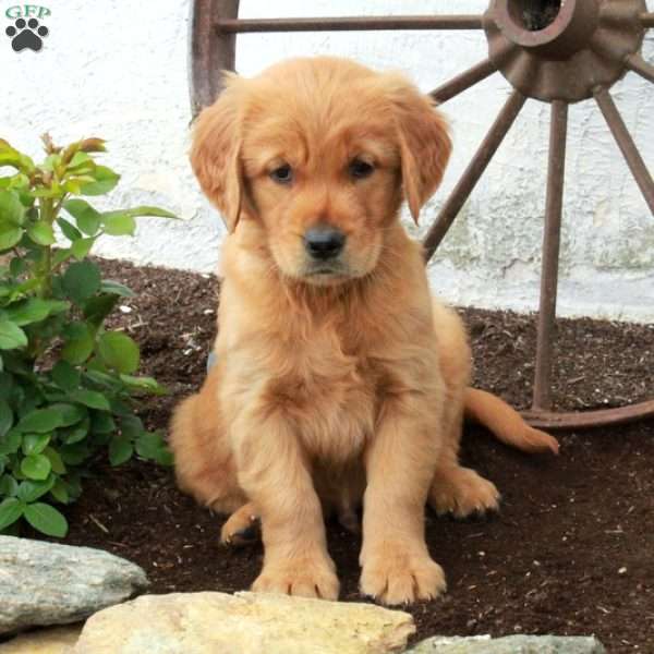 Warner, Golden Retriever Puppy