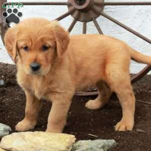 Warner, Golden Retriever Puppy