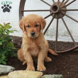Warner, Golden Retriever Puppy